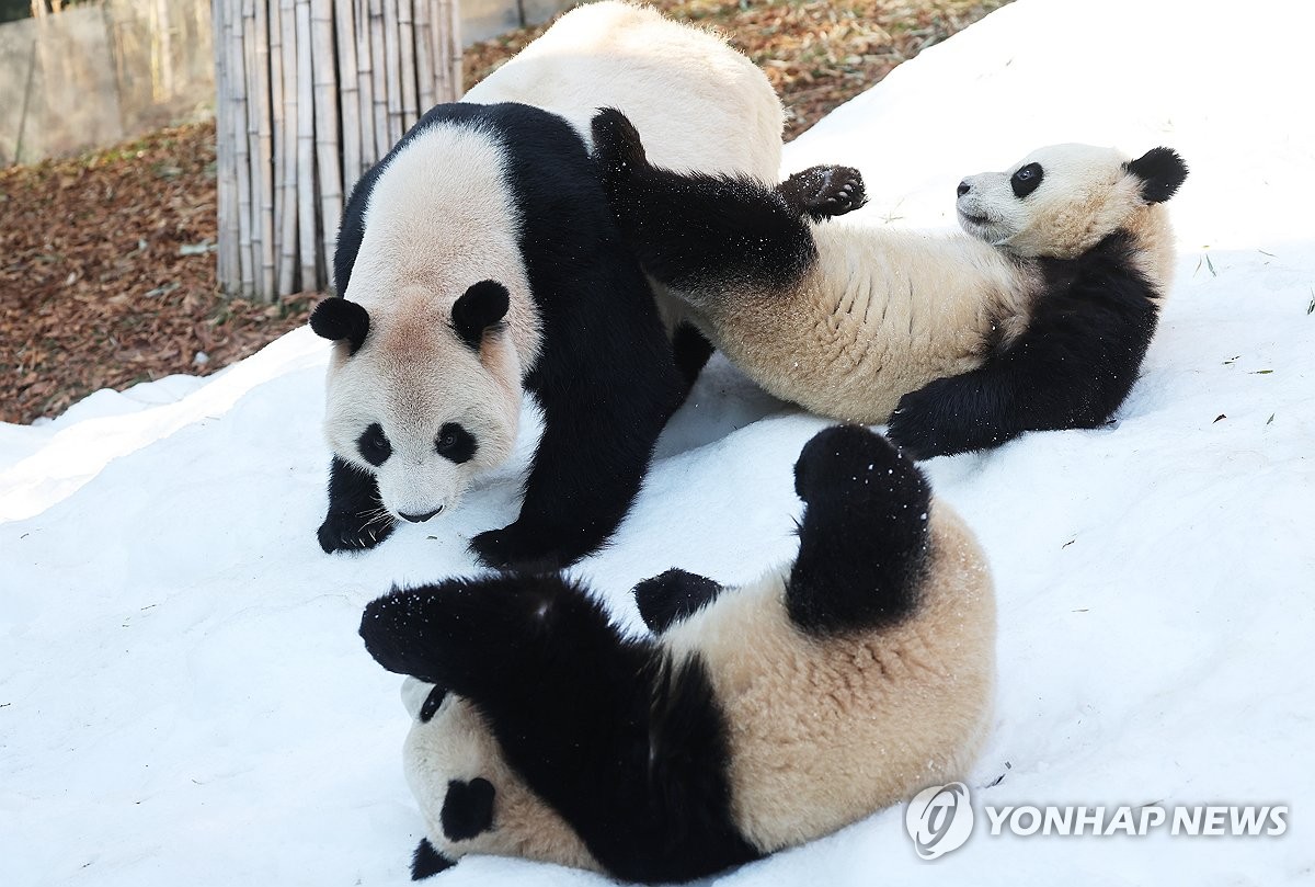 겨울 즐기는 판다 모녀