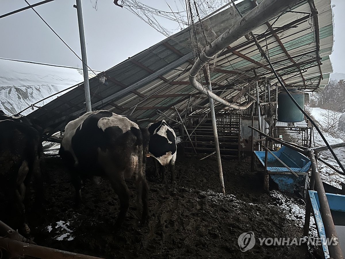 폭설에 당진 젖소농장 축사 지붕 붕괴