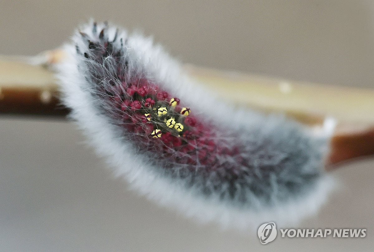 속살 드러내는 버들강아지