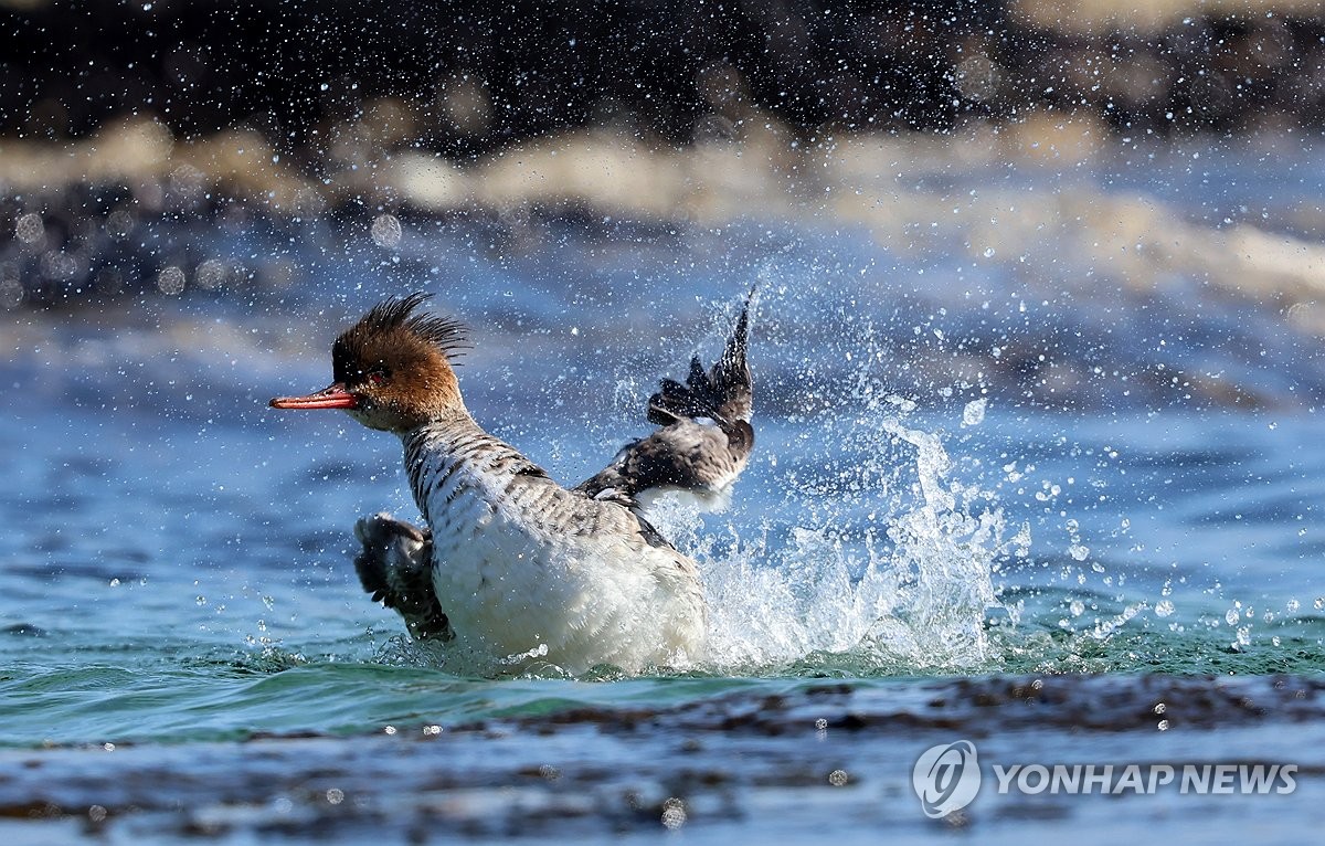 목욕하기 좋은 날