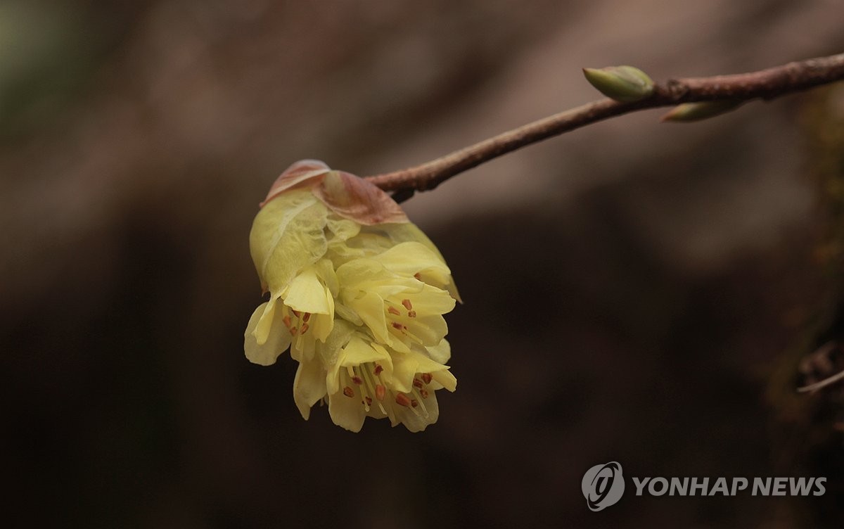 지리산에 찾아온 봄…히어리 활짝