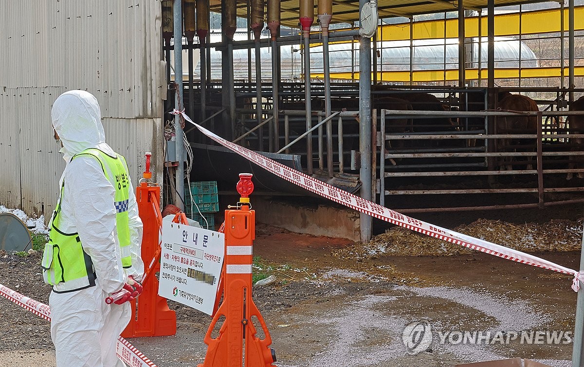 구제역 발생한 한우농장