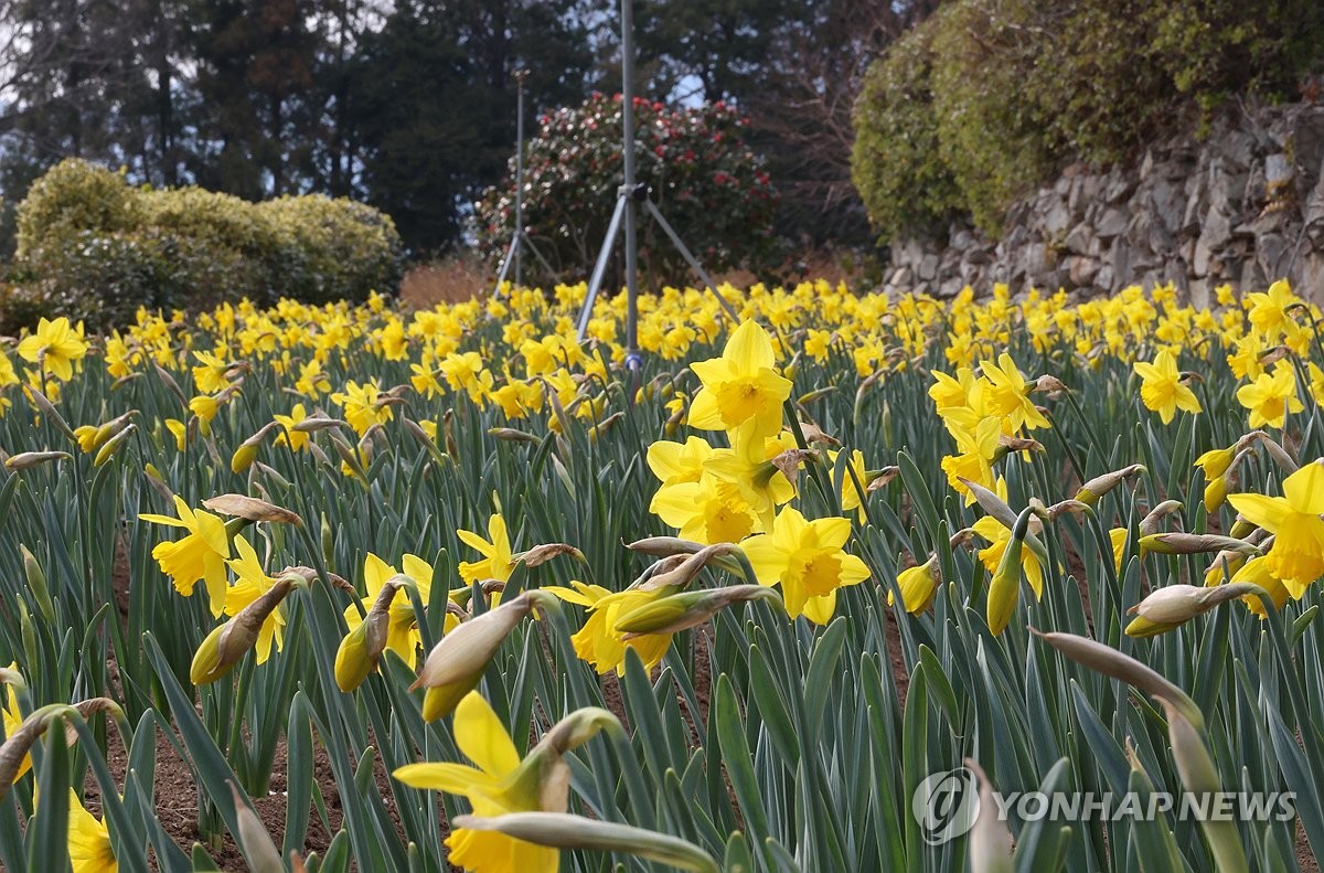 수선화로 물든 거제 공곶이