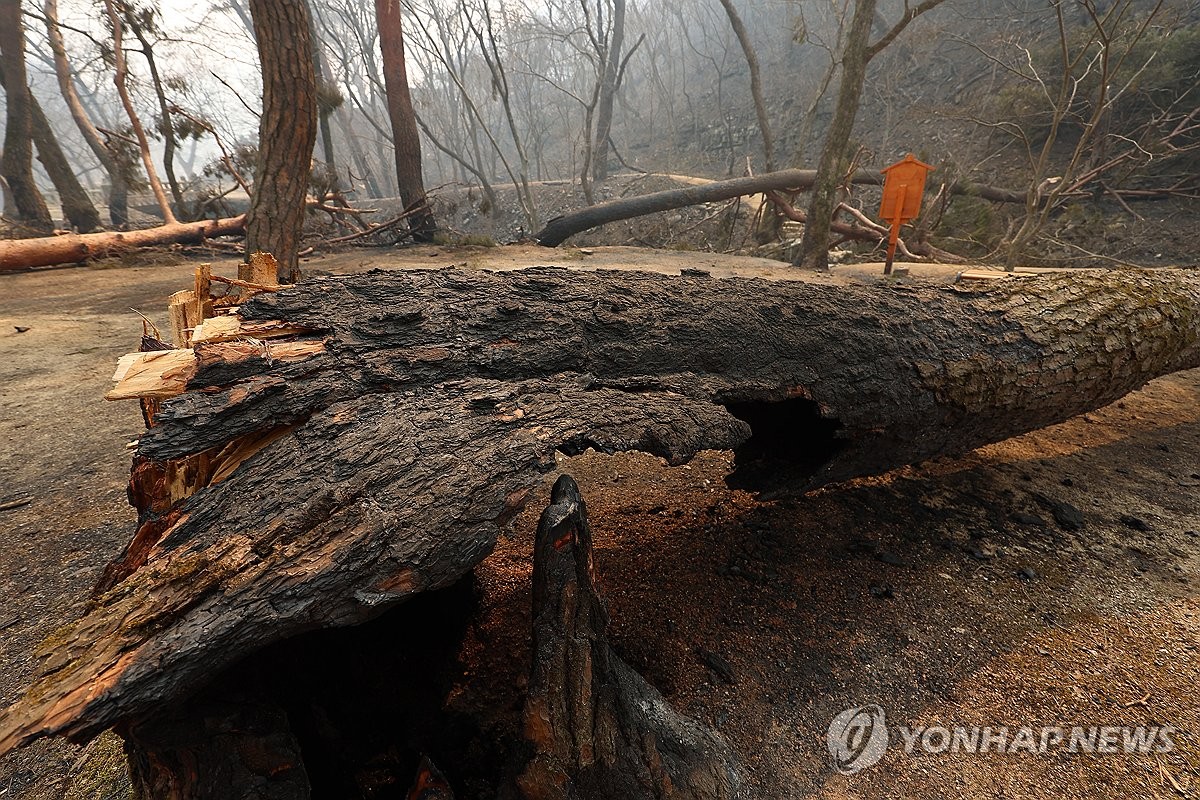 화마에 쓰러진 고목