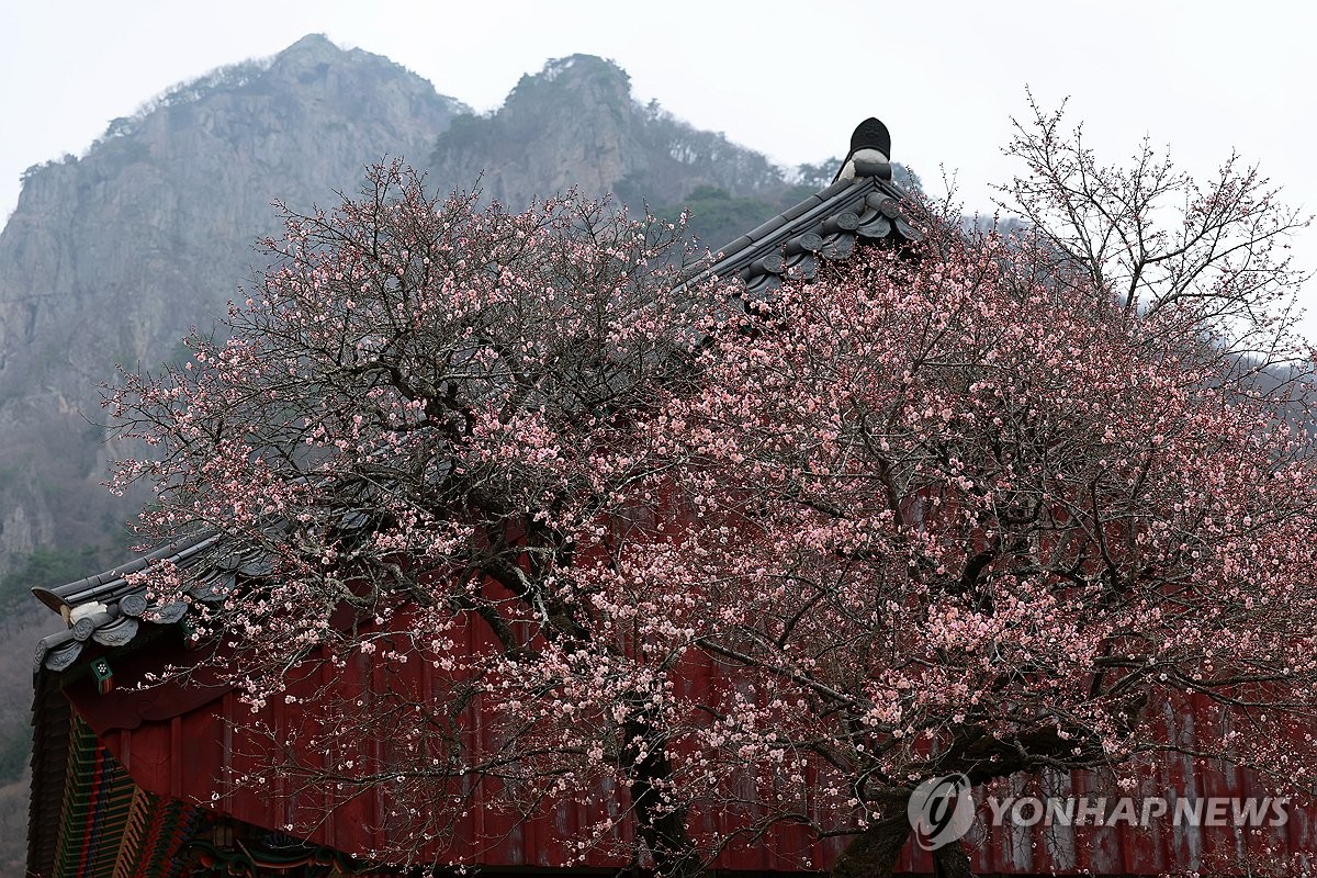 백양사 고불매 개화