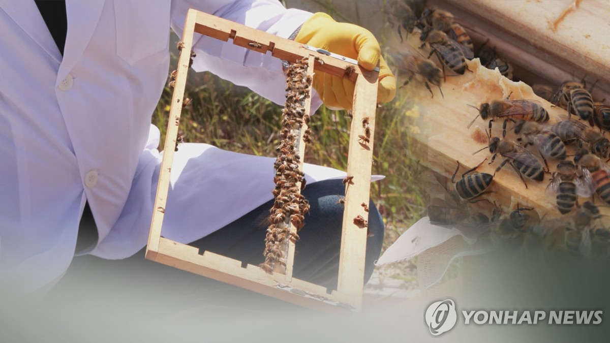사라지는 꿀벌, 양봉농가 지켜라 강원도, 17억원 규모 지원