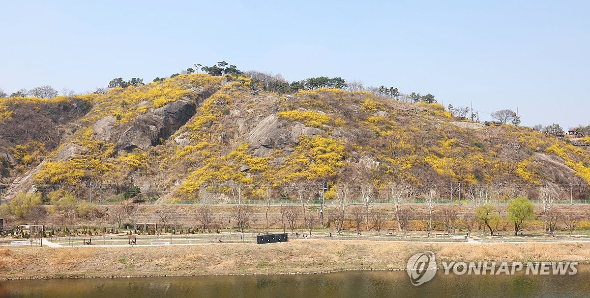 개나리로 뒤덮인 응봉산