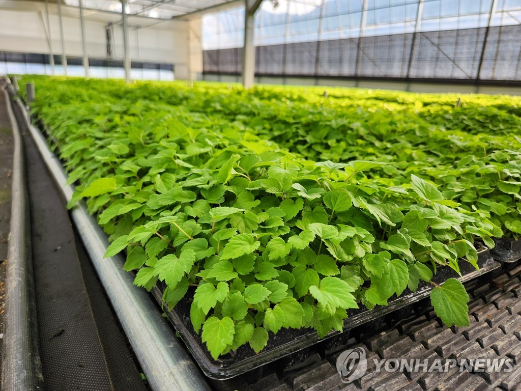 강원농업기술원, 땅두릅 등 산채 종묘 5종 농가 보급