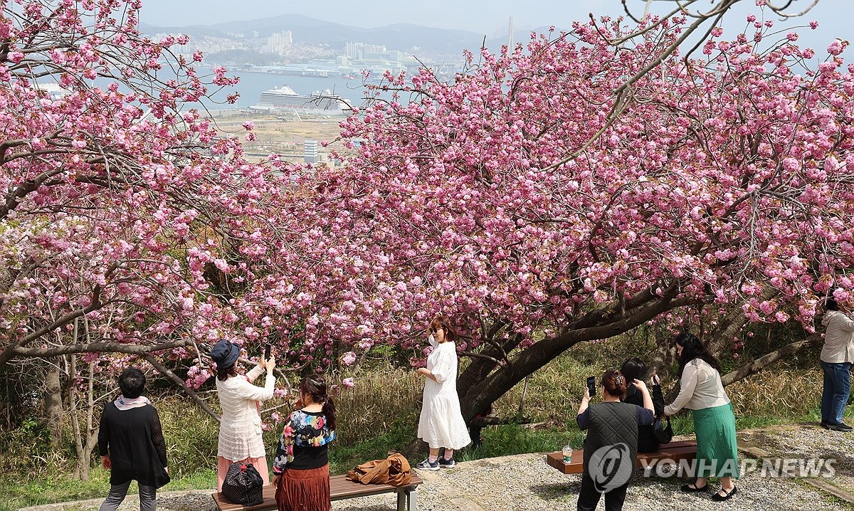 부산민주공원, 겹벚꽃 만개