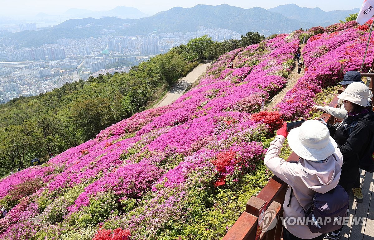 부산 백양산 정상 철쭉 만개