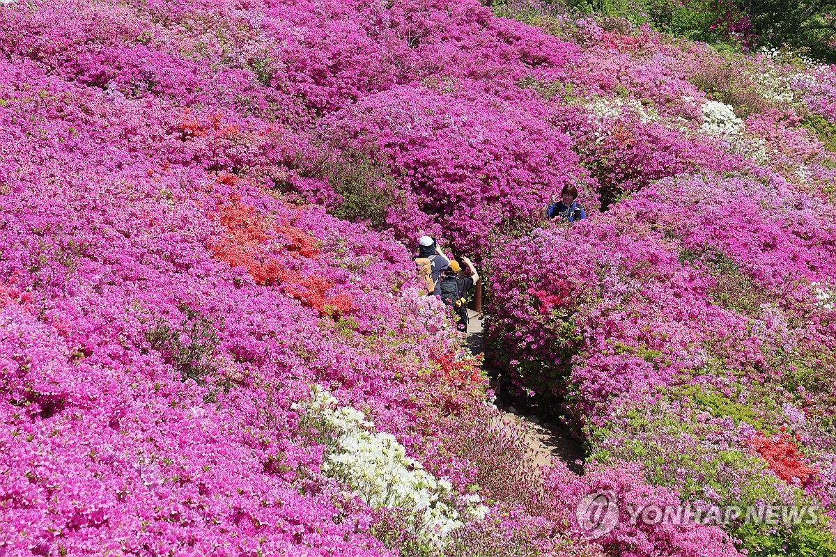 부산 백양산 애진봉 철쭉 장관