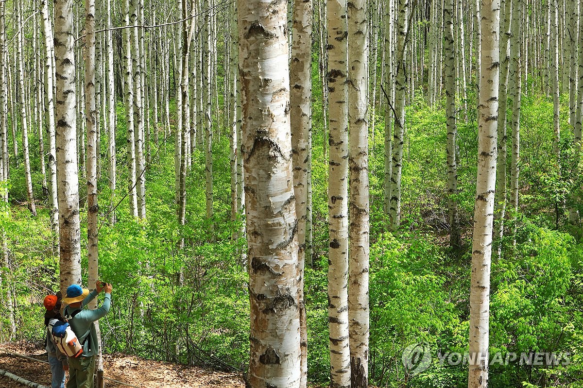 초록 옷 갈아입은 인제 자작나무숲