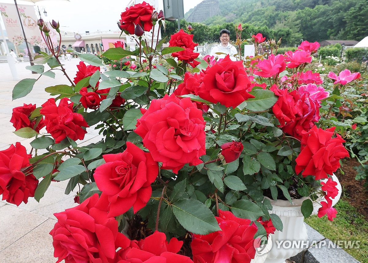 장미의 계절