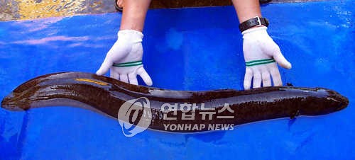 [K-VIBE] 최만순의 약이 되는 K-푸드…장어의 추억