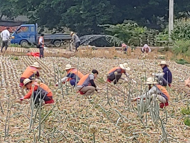 한국전력 대구경북 건설지사 임직원, 농촌일손돕기에 구슬땀