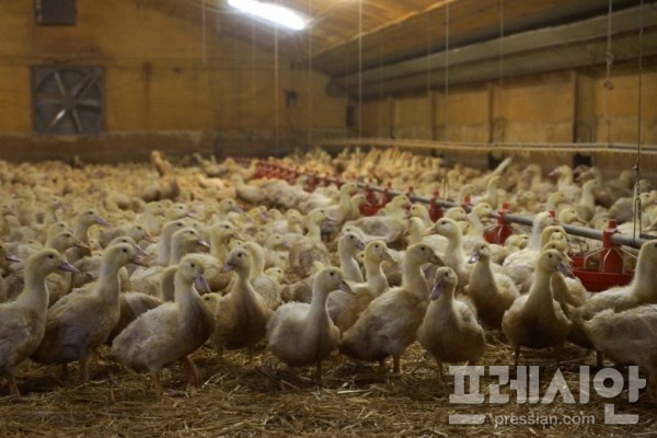 부안 육용오리농장서 고병원성 AI확진…전북서 3번째