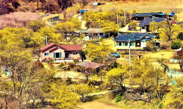 봉화 ‘띠띠미 마을’...전국에서 가장 늦은 산수유 개화