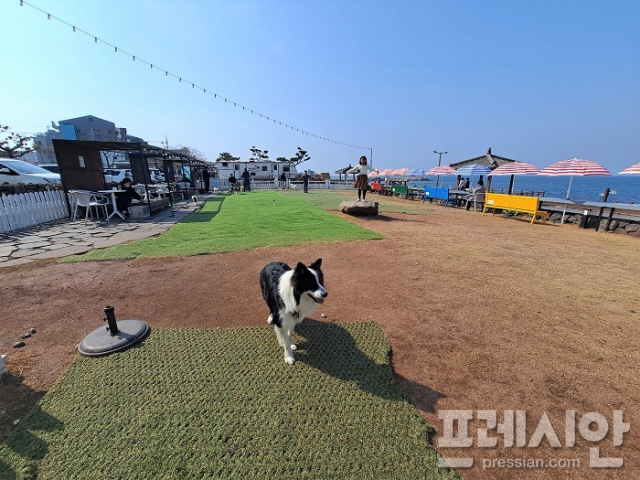 제주도, 동물위탁관리업체 일제점검