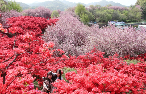 전주 완산공원 꽃동산 4월 10일께 왕벚나무·철쭉·배롱나무 만개