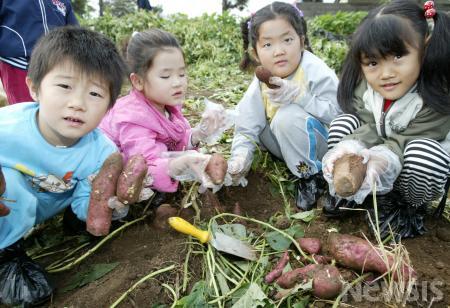 고구마 내가 캤어요