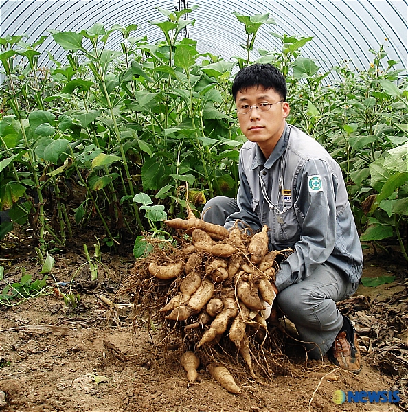 땅에서 나는 과일 ‘야콘’ 예찬로자, 강성식씨