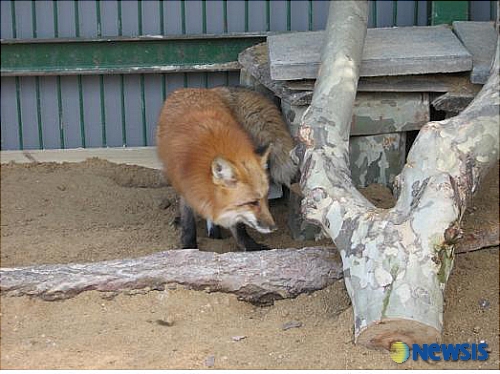 동물나라 10대 뉴스-(6)한국 토종여우 복원사업 본격화