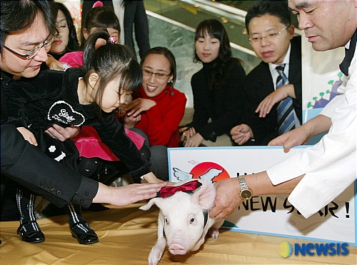 귀여운 복돼지