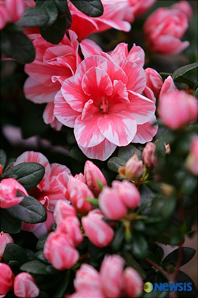 화려하게 변신한 꽃들