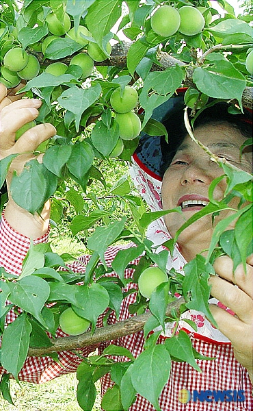 보해 매실농원 청매실 수확
