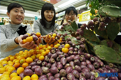 몸에 좋은 백년초와 금귤 사가세요