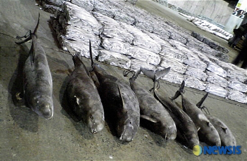 고래 7마리 한꺼번에 잡혀