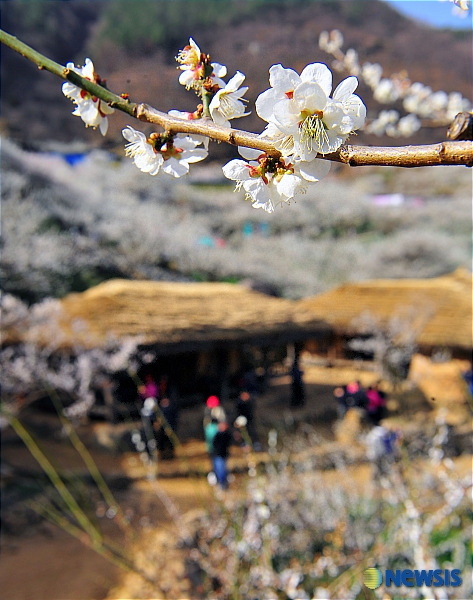 청매실농원 매화 꽃내음 가득