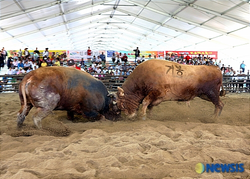 보은 한우싸움대회 흥미진진