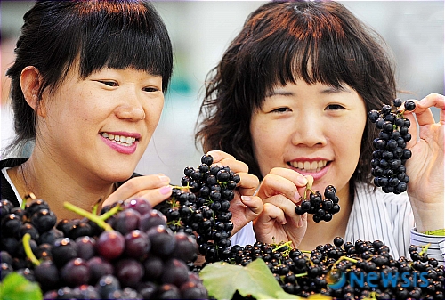봉화산 산머루 맛 보세요
