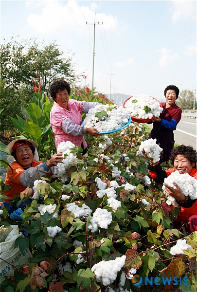옥천, 국도4호선 주변 폐도로 목화 수확 한창