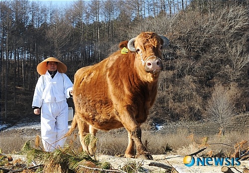 제가 다하누 명품 토종한우!