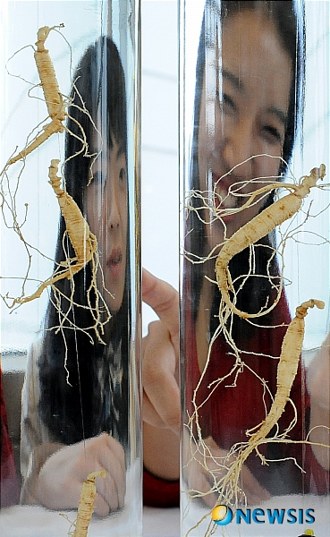 다양한 산삼을 한자리에