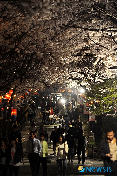 벚꽃길 걸으며 봄을 느끼다