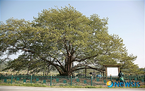 6월의 가볼만한 곳-전남 강진 칠량옹기마을 푸조나무
