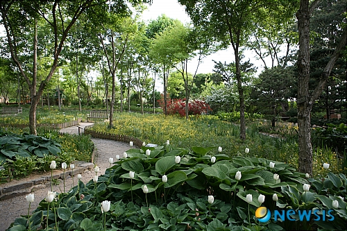 6월의 가볼만한 곳-경기 안성 풍산개 마을 한택식물원도 가고