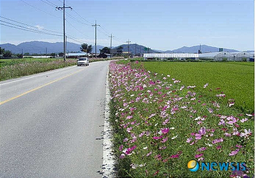춘천, 의암댐~춘천댐 코스모스 15㎞ 가을 만끽