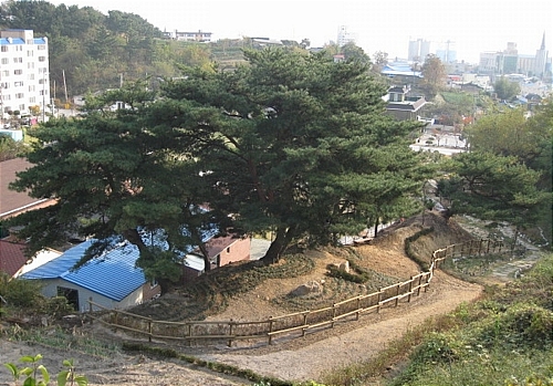 동해시 동호동 소나무 군락지에 조성된 소공원