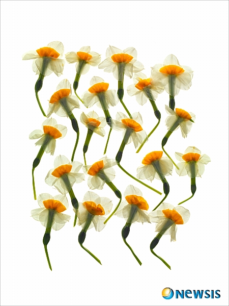 임준형 사진전- Specimen II Flowery 꽃에 대한 재해석