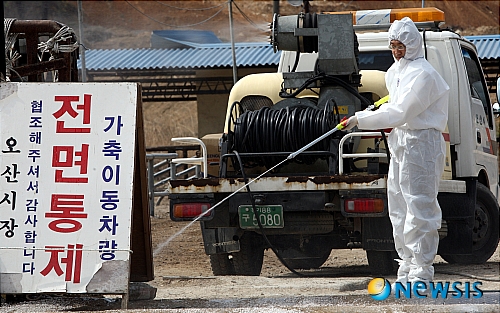 우시장도 구제역 방역작업