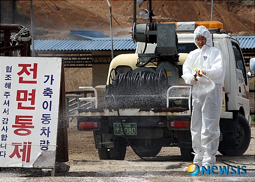 우시장도 구제역 방역작업