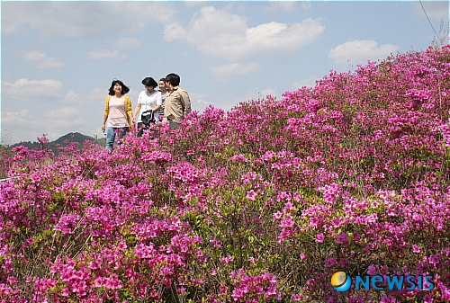 꽃동산을 이룬 철쭉의 절경