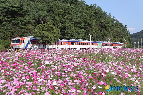 남평간이역은 지금 코스모스 천국