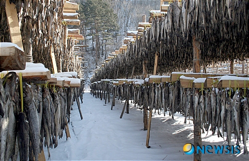 바람의 명작 인제황태