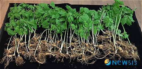 지리산 산행길 부부 산삼 83뿌리 횡재