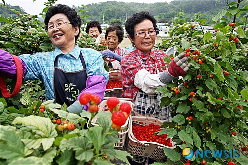 산딸기 따는 아줌마들